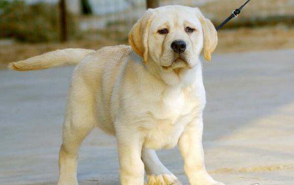 南京宠物狗犬舍出售拉布拉多犬买狗卖狗在哪有