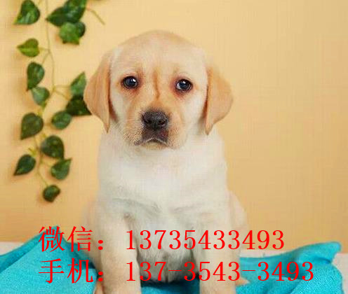 大连在哪有狗市场狗场买狗卖狗在哪纯种拉布拉多犬领养