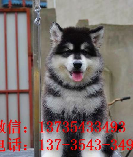 焦作宠物狗狗犬舍出售阿拉斯加犬狗市场在哪买狗卖狗