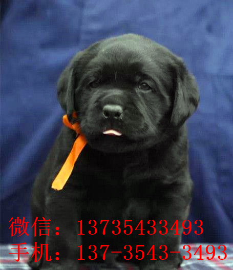 沈阳宠物狗狗犬舍出售纯种拉布拉多犬幼犬领养