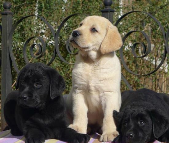 杭州宠物狗狗犬舍 出售拉布拉多犬幼犬 哪里有