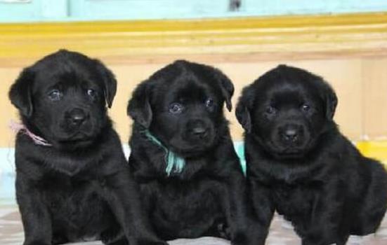 哈尔滨宠物狗狗犬舍 出售拉布拉多犬幼犬 哪里