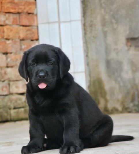济南宠物狗狗犬舍出售纯种拉布拉多导盲犬幼犬
