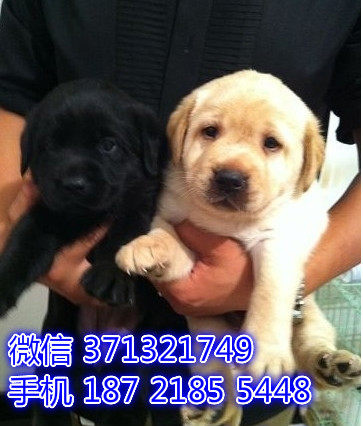 深圳狗场 拉布拉多犬出售纯种 深圳特价宠物狗狗专卖