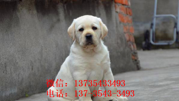 南京犬舍 出售纯种拉布拉多犬 狗市场在哪 卖狗市场领养