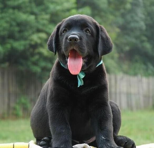 达州宠物狗犬舍出售纯种拉布拉多犬 网上哪里