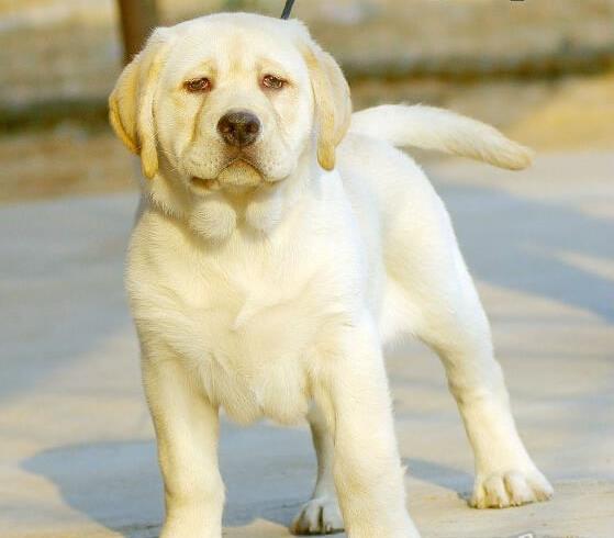郑州宠物狗狗犬舍出售纯种拉布拉多犬 狗市场
