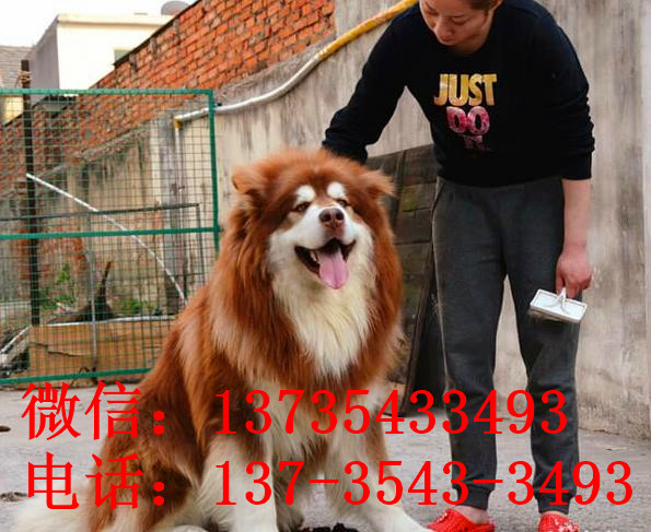 焦作宠物狗狗犬舍出售阿拉斯加犬狗市场在哪买狗卖狗