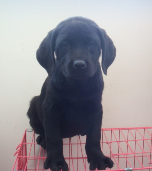 永胜县买狗 永胜县买拉布拉多 狗场出售小拉多