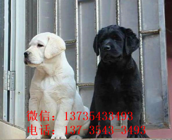 南京犬舍 出售纯种拉布拉多犬 狗市场在哪 卖狗市场领养
