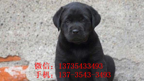 深圳宠物狗狗犬舍出售纯种拉布拉多导盲犬幼犬