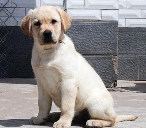 西安犬舍狗出售纯种拉布拉多狗市场卖狗买狗在