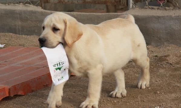 长沙宠物狗狗犬舍出售纯种拉布拉多导盲犬幼犬