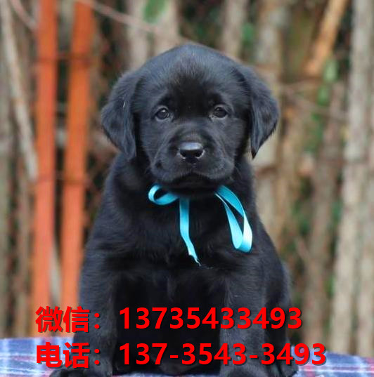 厦门宠物狗出售纯种拉布拉多犬宠物狗市场在哪里卖狗拉布拉多幼犬领养