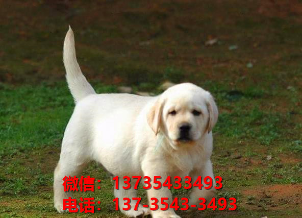 青岛宠物狗出售纯种拉布拉多犬宠物狗市场在哪里卖狗拉布拉多幼犬领养
