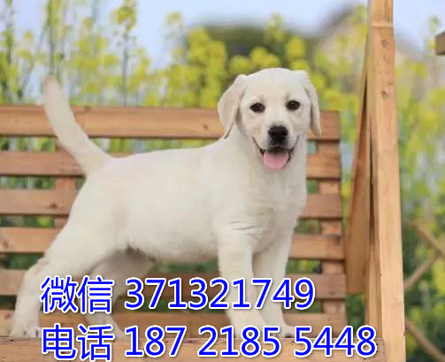 青岛狗狗拉布拉多犬出售纯种 青岛犬舍 全国发