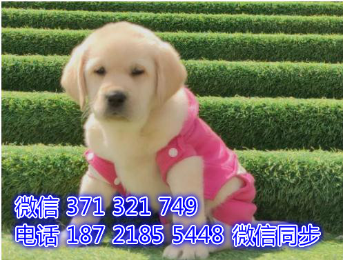 深圳全国发货 拉布拉多犬出售纯种幼犬 深圳促