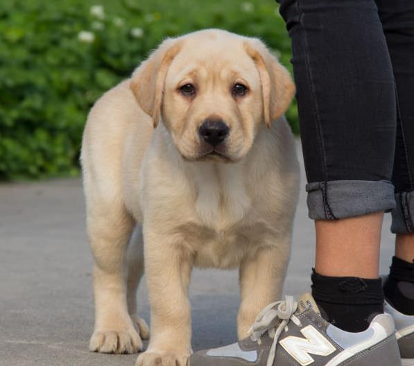 上海狗场出售纯种拉布拉多犬宠物狗市场领养买