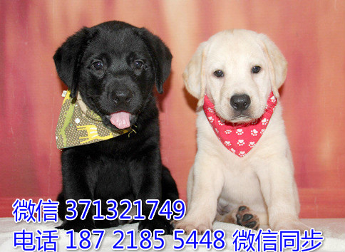 杭州特价 拉布拉多犬出售纯种幼犬 杭州犬舍在哪里狗场