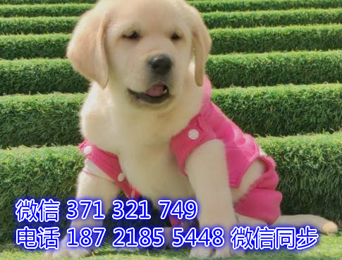 厦门宠物狗狗拉布拉多出售纯种幼犬 厦门犬舍