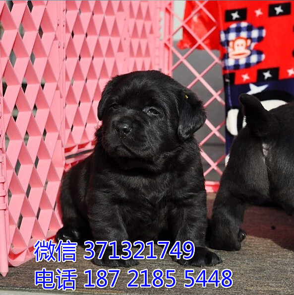 武汉宠物 拉布拉多犬纯种幼犬 武汉本地繁殖 