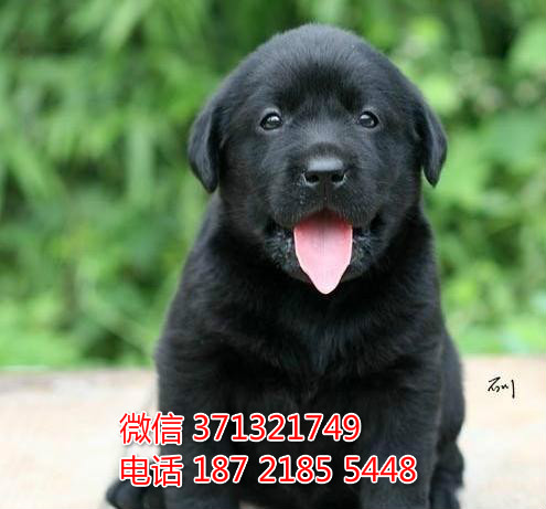 南京特惠 拉布拉多犬出售纯种幼犬 南京犬舍南