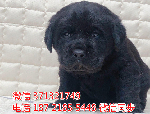 南昌狗狗 拉布拉多犬出售纯种 南昌犬舍 南昌