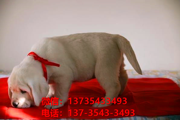 纯种拉布拉多犬 杭州犬舍宠物狗狗哪里有黑拉布拉多犬领养