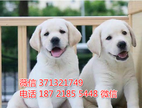 深圳宠物拉布拉多犬出售纯种幼犬 深圳宠物狗