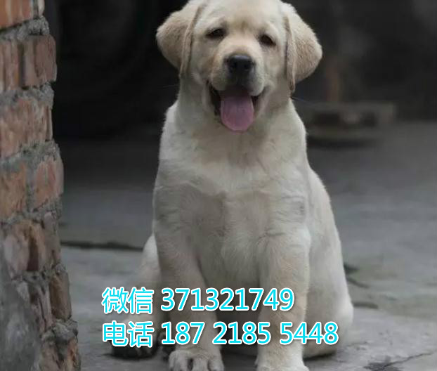 沈阳狗狗 拉布拉多出售纯种幼犬 特价宠物狗狗