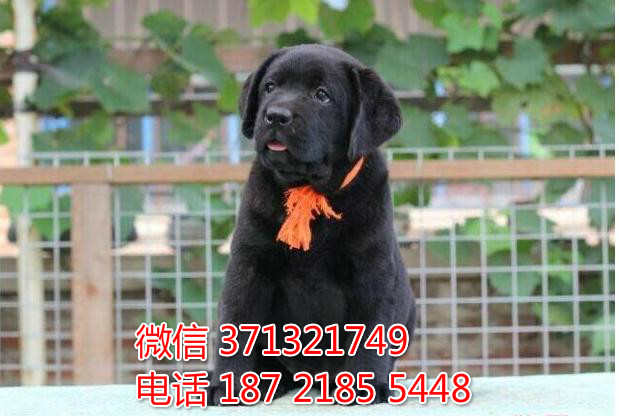 郑州狗狗 拉布拉多犬出售纯种幼犬 郑州犬舍 全国发货