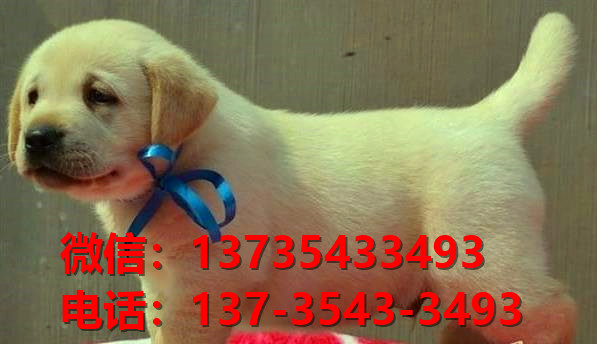 济南宠物狗犬舍出售纯种拉布拉多犬宠物狗市场