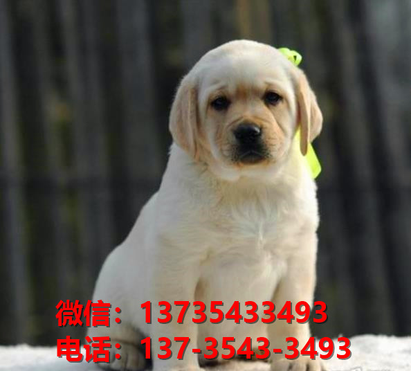 纯种拉布拉多犬 长沙犬舍宠物狗狗哪里有黑拉