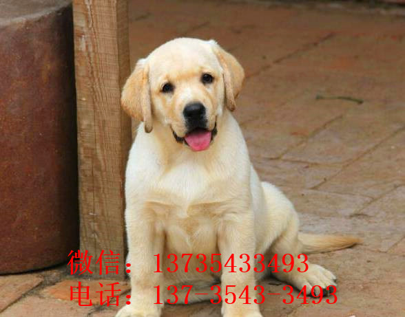 深圳宠物狗犬舍出售纯种拉布拉多犬宠物狗市场