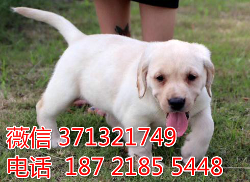 大连狗狗 拉布拉多犬纯种幼犬出售 大连狗狗全