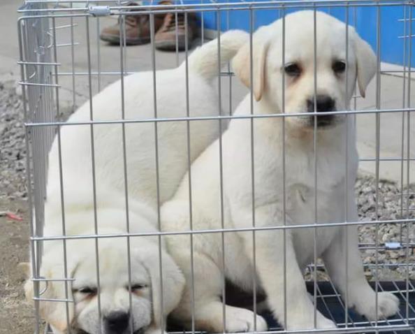 纯种拉布拉多犬出售 长沙宠物狗犬舍领养宠物