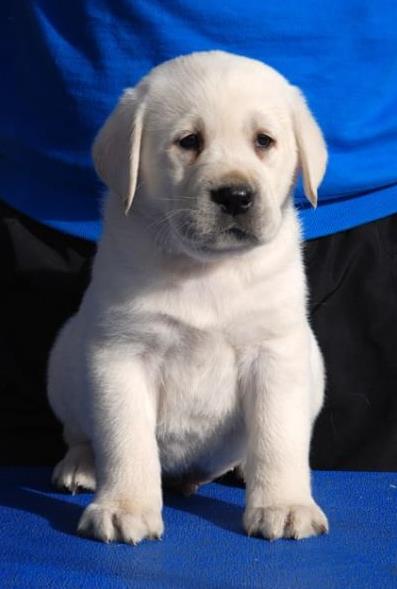 郑州宠物狗犬舍出售纯种拉布拉多犬宠物狗市场