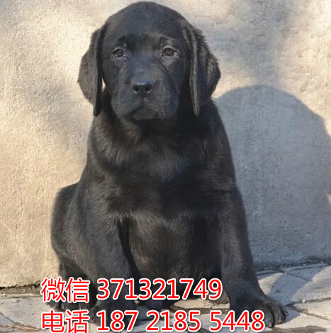 沈阳宠物 拉布拉多犬出售纯种幼犬 沈阳狗场繁