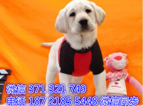 上海宠物狗狗拉布拉多出售幼犬 全国可以发货