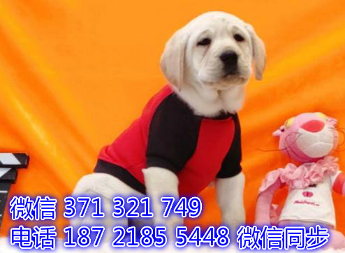 宠物狗狗拉布拉多全国可以发货 犬舍繁殖 包健康虾