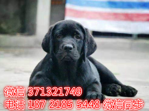 特价拉布拉多出售纯种幼犬 专业繁殖专业发货 可上门看雌