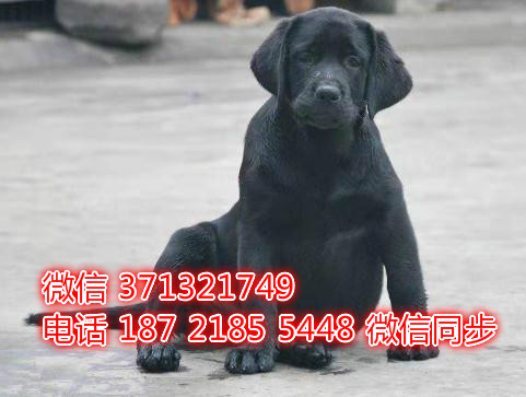 特价拉布拉多出售纯种幼犬 专业繁殖专业发货 可上门看继