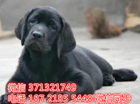 特价拉布拉多出售纯种幼犬 专业繁殖专业发货 可上门看甘