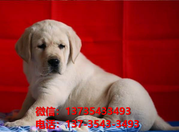 哈尔滨宠物狗狗在哪有卖狗地方 网上狗市场在买狗纯种拉布拉多