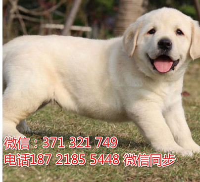 全国特惠拉布拉多纯种幼犬 支持上门 支持空运汽运 包健康对