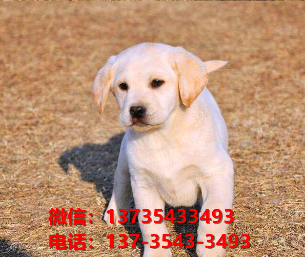 纯种拉布拉多犬幼犬出售 南宁宠物狗狗犬舍转让健康正宗宠物狗狗导盲犬卖狗地方