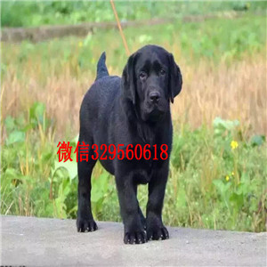西安本地繁殖精品拉布拉多幼犬 拉布拉多多少