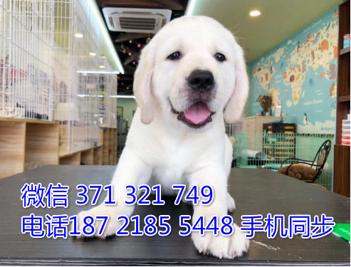 拉布拉多幼犬出售纯种 狗场直销宠物 哪里有宠