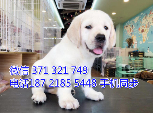 拉布拉多幼犬出售纯种 狗场直销宠物 哪里有宠物狗狗谱