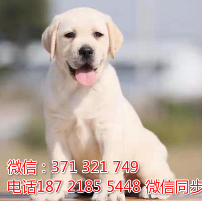 全国特惠拉布拉多纯种幼犬 支持上门 支持空运汽运 包健康唤